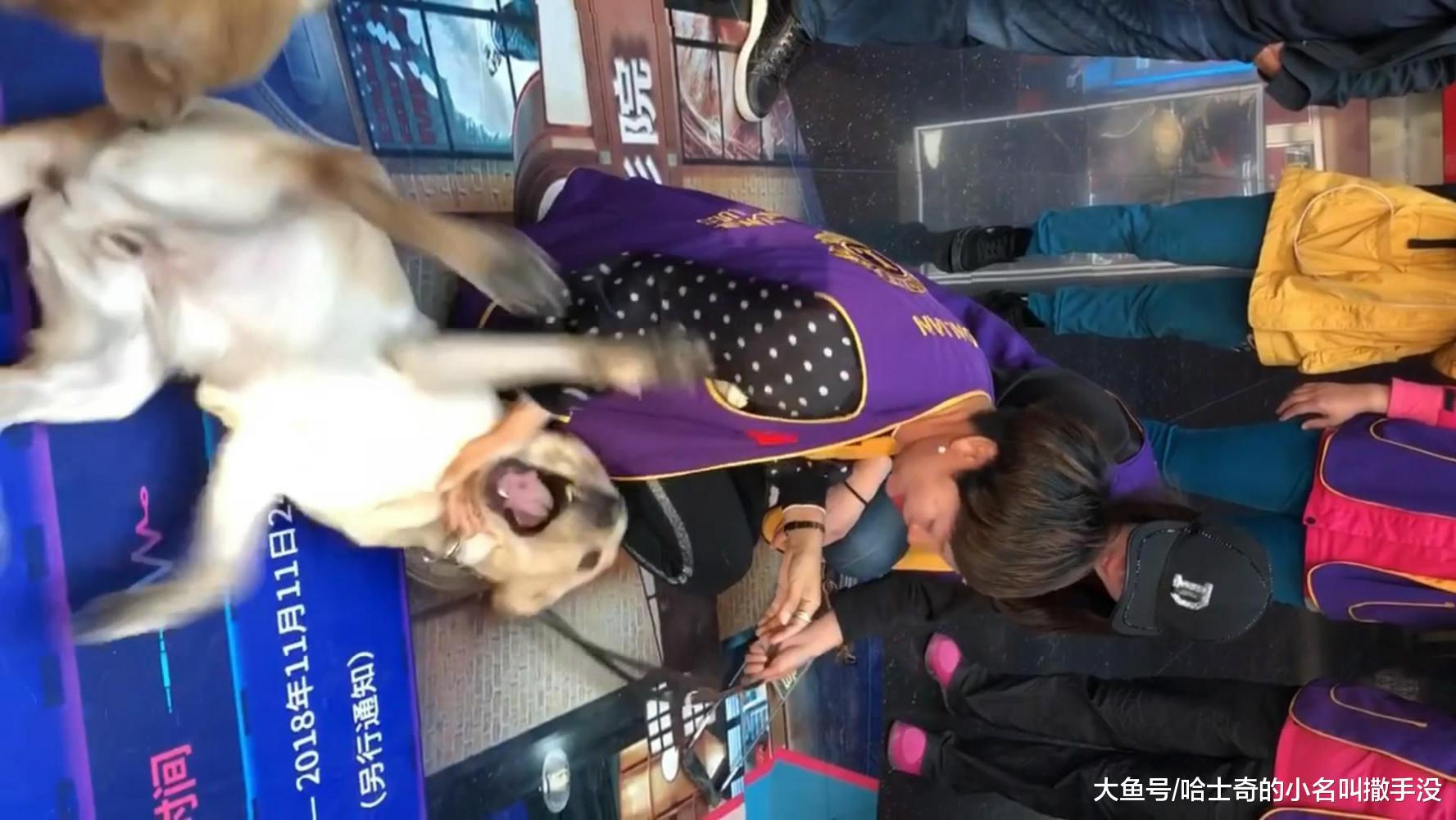 服役导盲犬见到了将自己养大的主人, 兴奋的直打滚, 难得的放纵