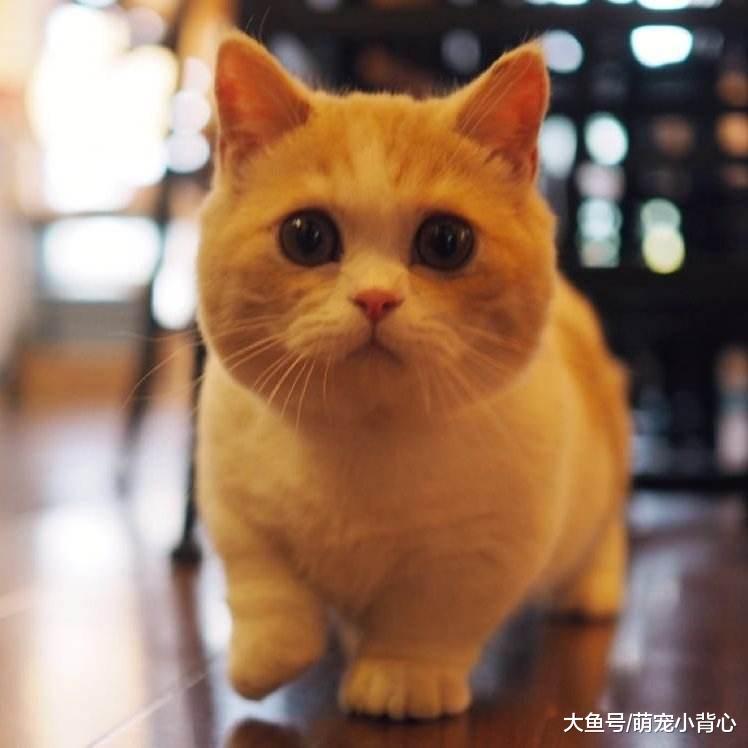 干货! 养猫的你不得不知, 铲屎官请收好