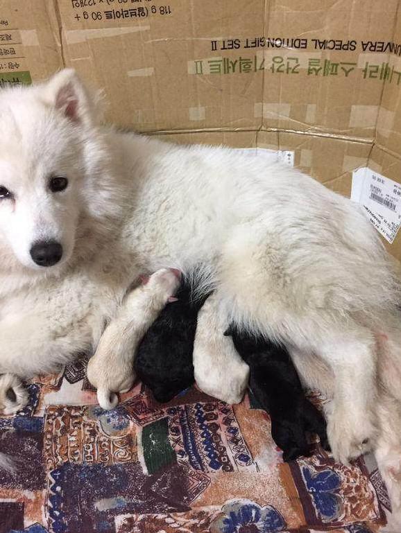 两只泰迪狗狗约好地方准备配种, 没曾想, 半路杀出来一个萨摩耶