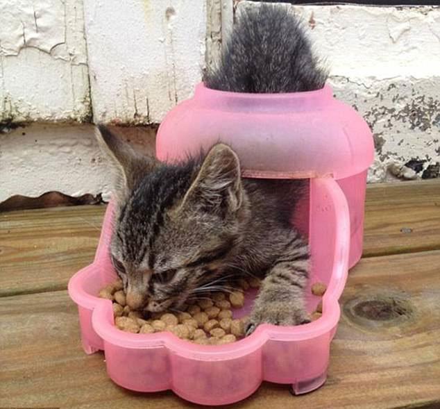 宠物GIF图: 喵星人不同寻常的进食方式!