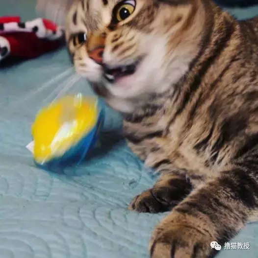 这是什么沙雕猫咪混合物? 连猫都认不出自己啦