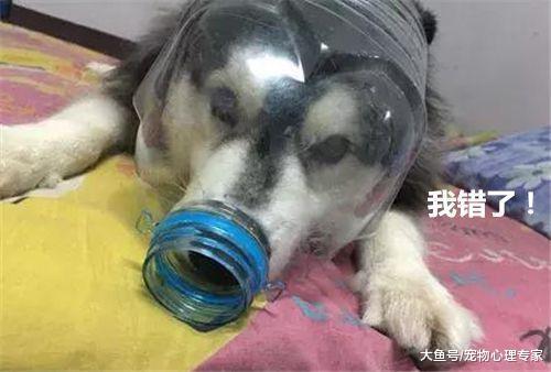 二哈犯错屡教不改, 这次更是弄坏了手办, 铲屎官气得拿出“金箍”