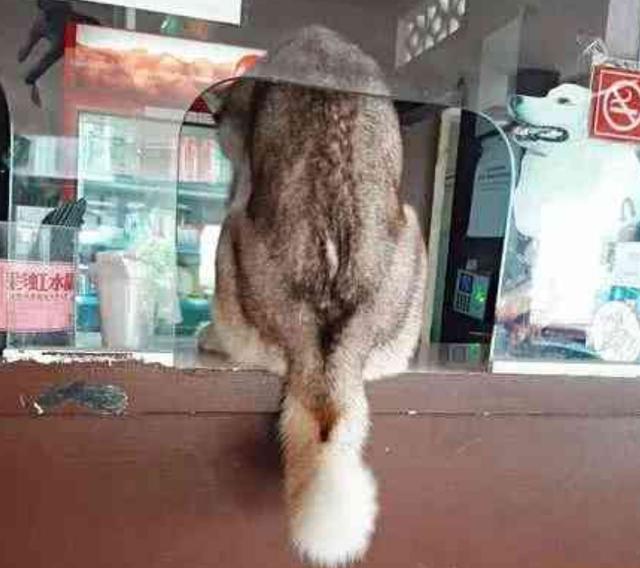 带哈士奇去咖啡店, 结果它自己跑去点菜, 二哈: 小哥哥约吗?