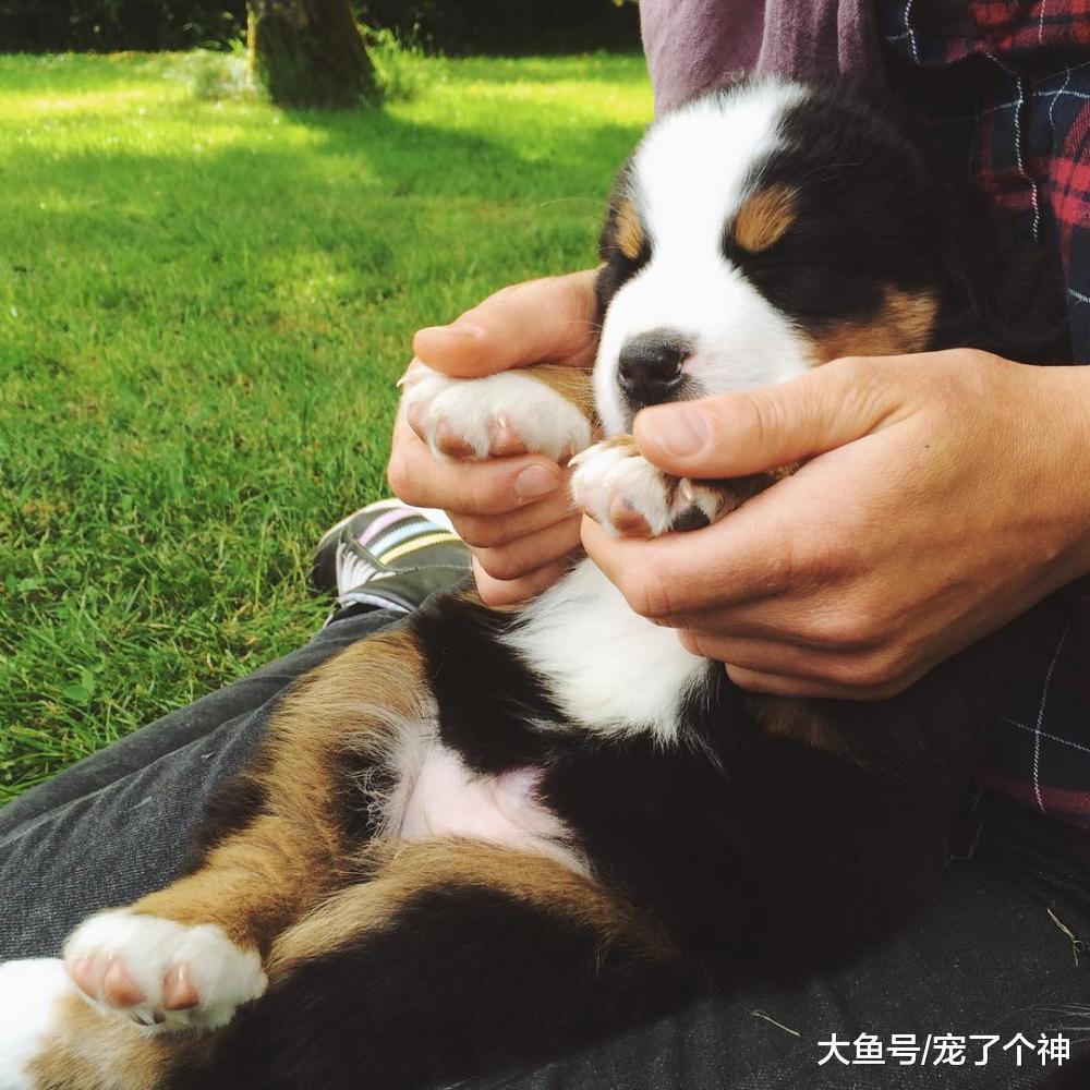 小奶狗萌Skr个人, 但这五条饲养方法一定要牢记!