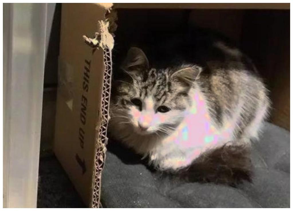 夫妻俩得知流浪猫要生崽, 紧张得像刚结婚, 医生一席话给他们鼓舞
