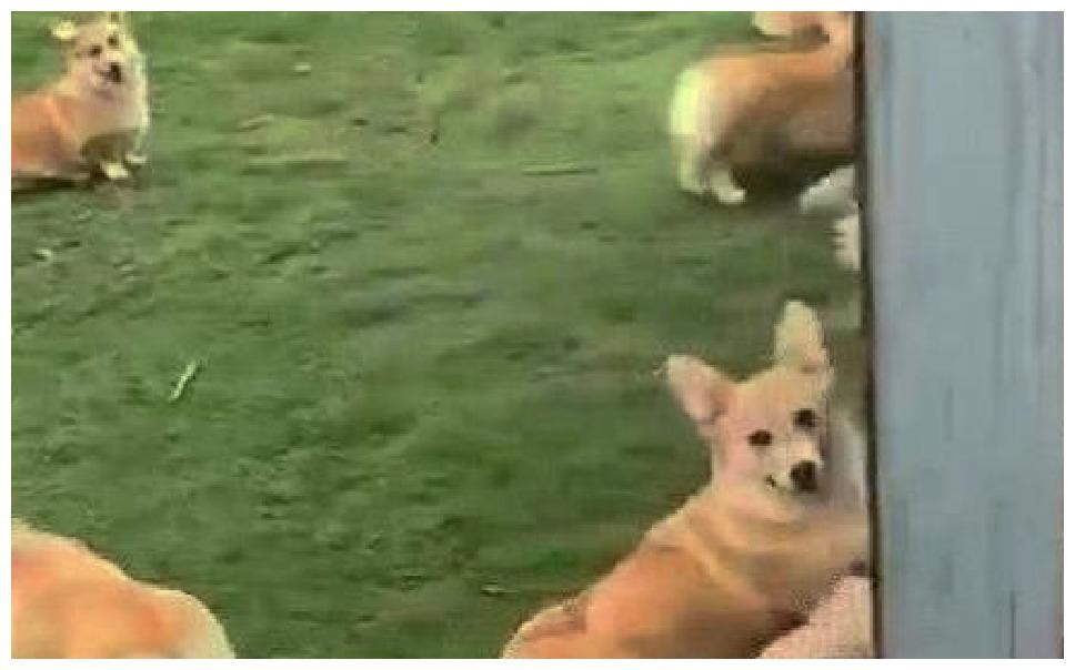 小伙工作太忙, 3只狗狗在父母家生崽了, 再见时比过年还兴奋!