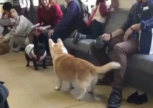 网友到国外旅游, 登上一列车厢后就愣了: 好多狗!