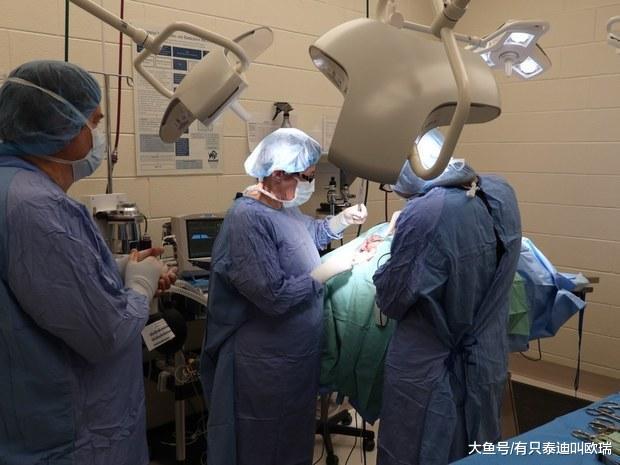 流浪狗狗鼻子和双耳被人残忍割掉, 经历地狱生活却愿意相信人类!