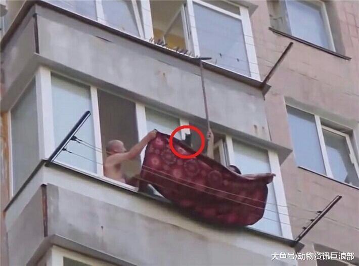 猫咪在高空铁丝上摇摇欲坠 两赤膊男子用毯子营救