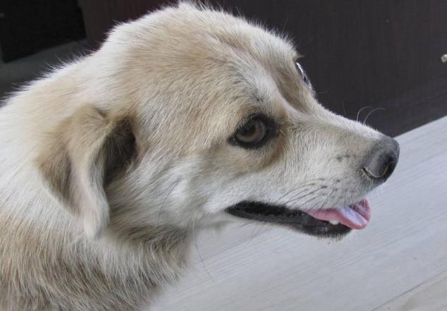 流浪狗在寒风中敲门, 望着宠物狗露出期盼的眼神, 网友: 心疼宝宝