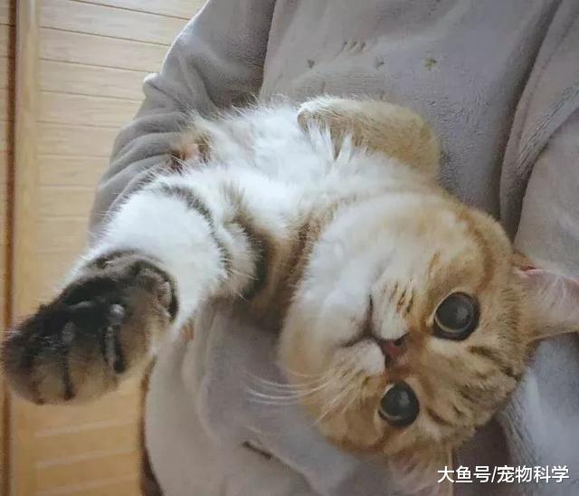 太乖了, 都不怎么反抗就不绑了!