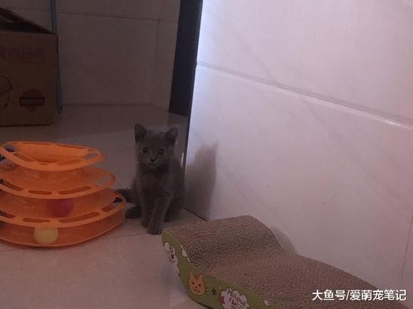 女孩自从告别云吸猫后, 每天都是小心翼翼地照顾着小蓝猫, 好温馨