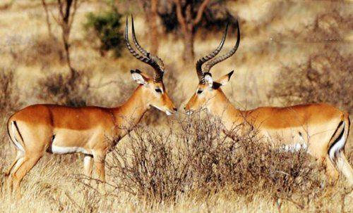 陆地上10大速度最快的动物, 猎豹无悬念榜首, 非洲狮仅第七