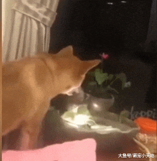 聚宝盆招柴柴! 调皮汪狂喝滚动喷泉, 难怪每天都要加水