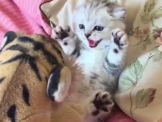 铲屎官拿假老虎逗猫咪, 猫咪的反应太萌了, 主人一看笑得胃抽筋