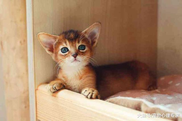 主人逗弄小奶猫, 不小心惹怒它, 奶凶的样子看得心都化了