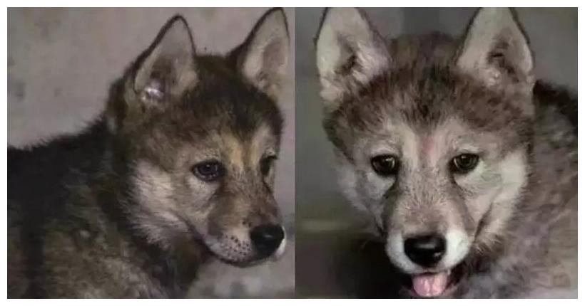 这只二哈的婚姻很霸气: 打入狼群内部, 迎娶狼族“白富美”!