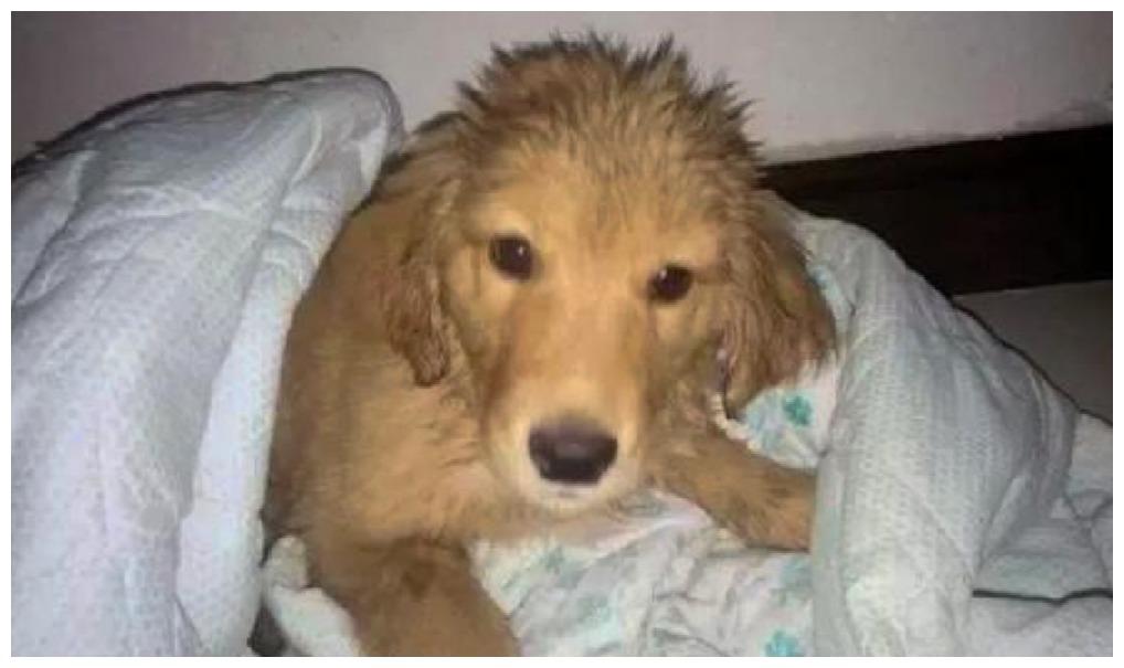 狗狗在大雨中等主人, 本想是琼瑶剧情, 一查原因: 悲伤那么大!