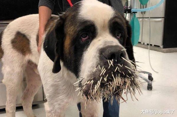 圣伯纳秒变“仙人掌”! 不自量力2次追逐豪猪终得教训