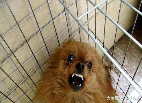 盘点有“暴脾气”的5种狗狗, 翻脸比翻书还快!