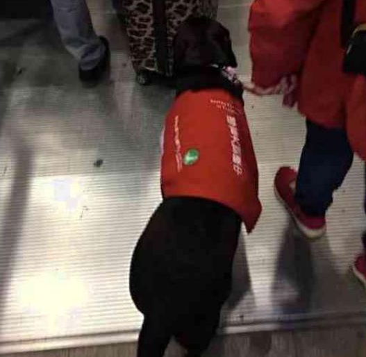 导盲犬带着主人进地铁, 因太累了趴下就睡着, 一乘客举动令人感动