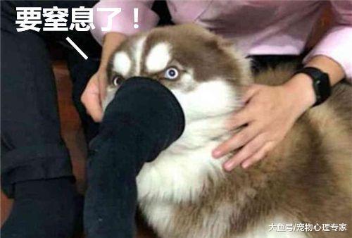 房门被二哈拆了一个洞, 主人想了一个狠招, 隔着屏幕都快窒息了