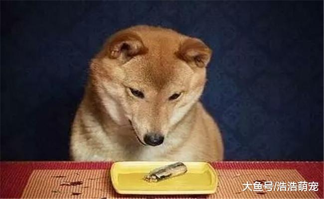 怎么判断狗狗吃没吃饱? 用下面四种方法就可以