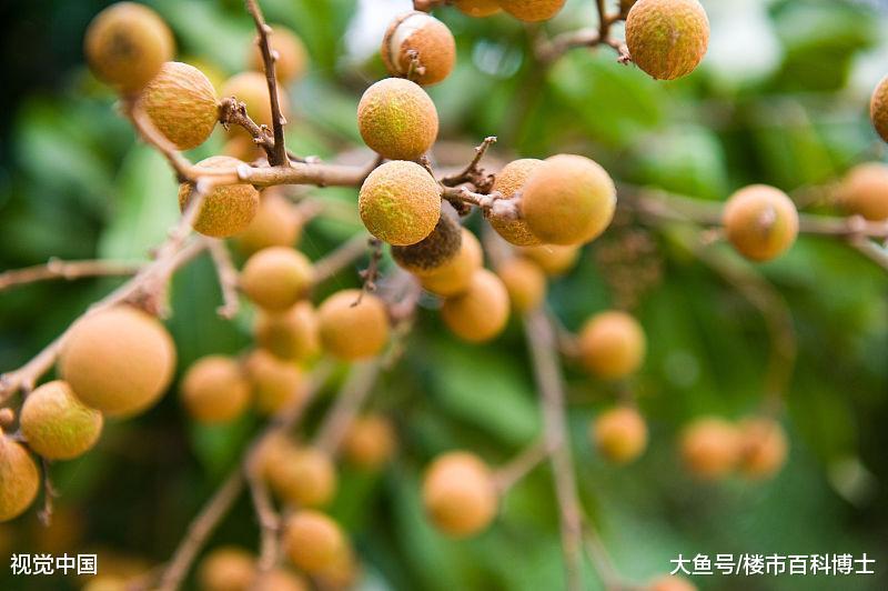 你知道桂圆(龙眼)的由来吗?