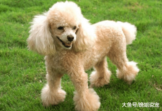 为什么总有人说自己家的狗子“智商低”? 你看它们做的5件事!
