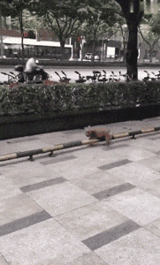 你永远想不到, 一只泰迪会有什么神操作!