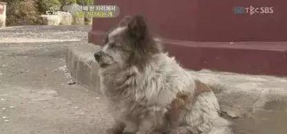 它追了主人整整20条街, “你怎么忍心抛下我…”