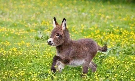 如今养宠物的多了, 养啥更有趣呢? 给你介绍8种妙趣横生的宠物!