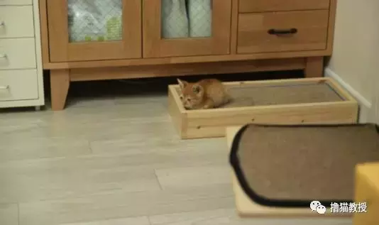 养一只橘猫有多惊喜? 网友捡了一只回家后就完全懂了