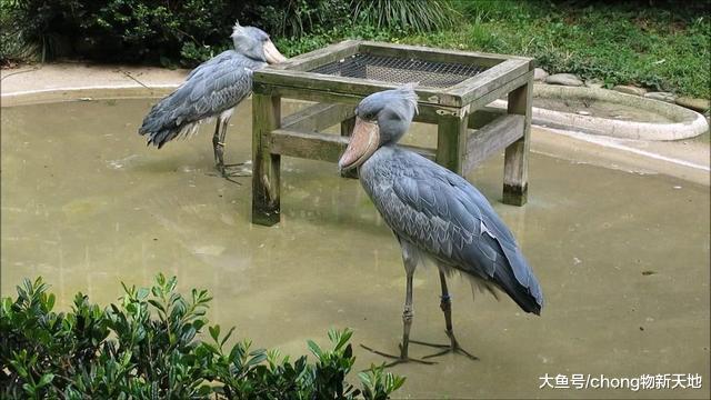 水陆空“三傻”, 陆地中哈士奇名至实归, 你知道其他“二傻”吗?