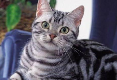 主人出差回来, 发现虎斑猫把沙发当猫抓板, 表情把主人吓哭