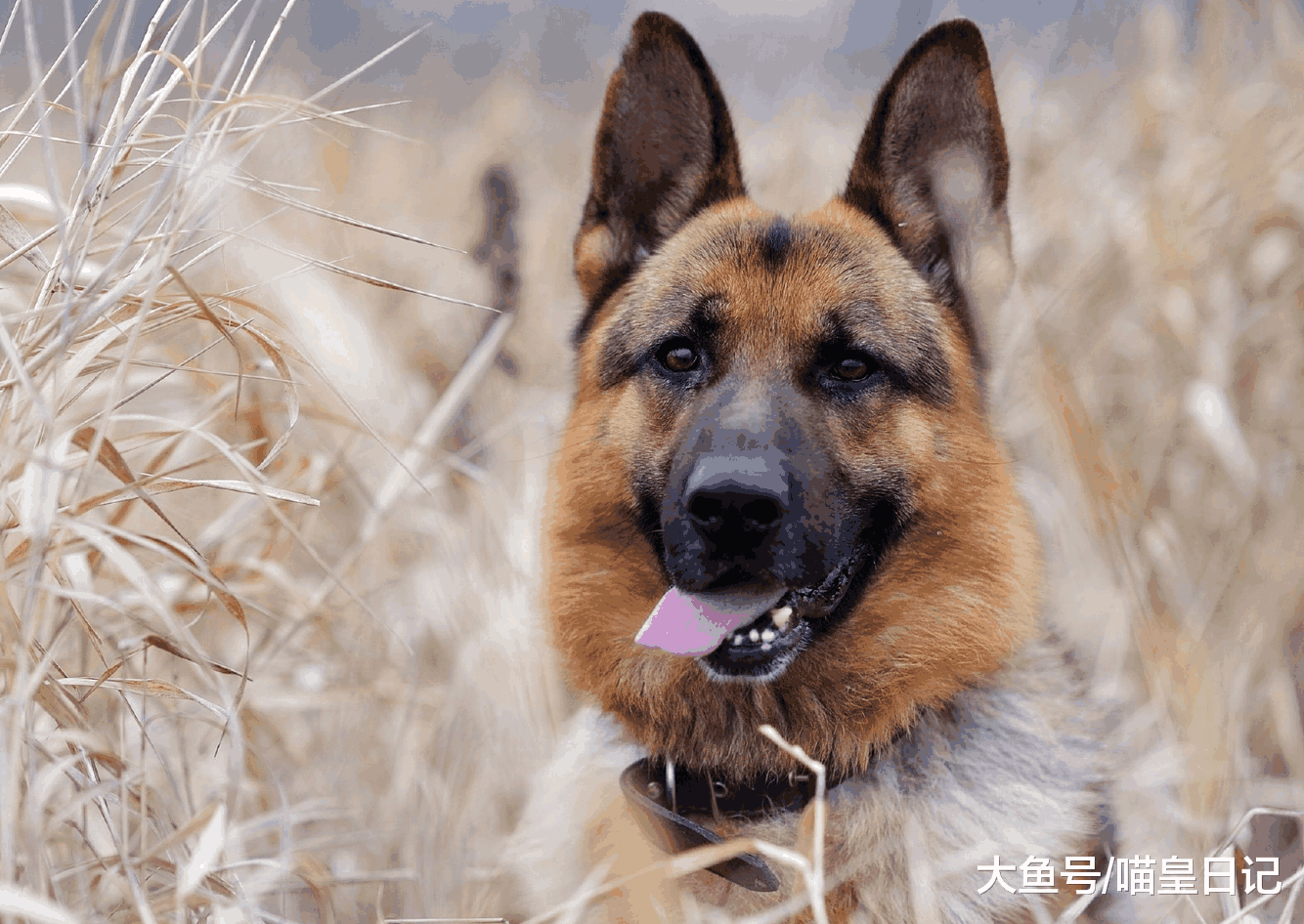 不建议在城市中养德国牧羊犬的三个理由, 想养的人要慎重考虑!