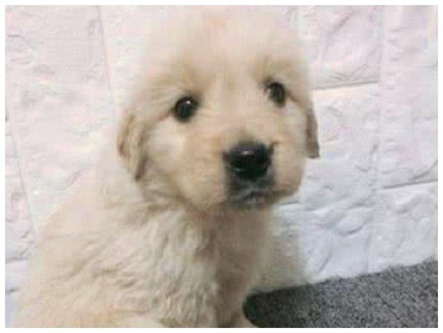 很便宜的“不纯”的小狗, 懂事、聪明一教就会, 小区邻居羡慕着呢