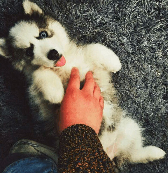 两个多月的小哈士奇早早就“谢顶”变郭达, 却成了小区的网红狗