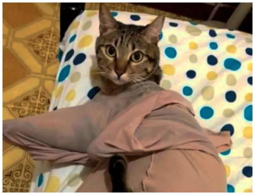 猫咪意外钻入女主人的丝袜中, 它第一次感受了窒息的困惑: 迷茫