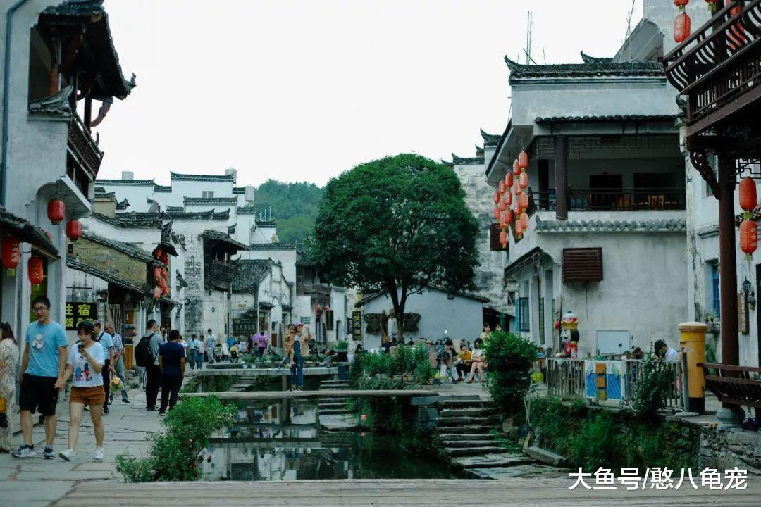 小隐的素言素语: 致青春里的大樟树