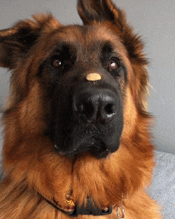 怕吓到人, 狗子居然努力长了一对违和的萌耳朵?