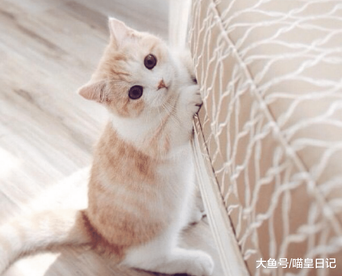 人人都喜欢呆萌可爱的喵星人, 以下四种你最喜欢哪一只呢?