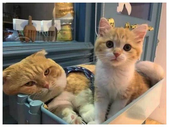自从母猫生的小公主长大了, 公猫活得好累: 太粘老父亲了
