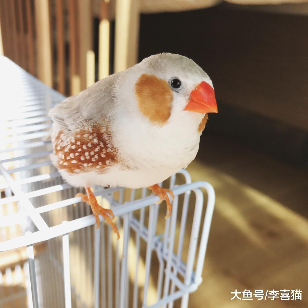 新手主人只要注意这些, 就能跟天生胆小谨慎的珍珠鸟搞好关系啦!
