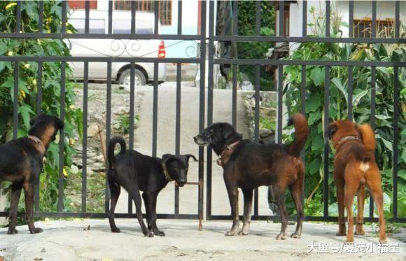 我国被人忽略的一种土狗, 打猎看门样样行, 团结起来连狼都怕