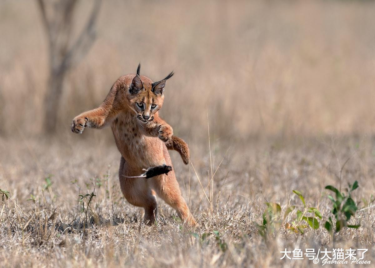 这种“违背地心引力”的猫科动物, 天性爱捕鸟, 常作为机场驱鸟猫