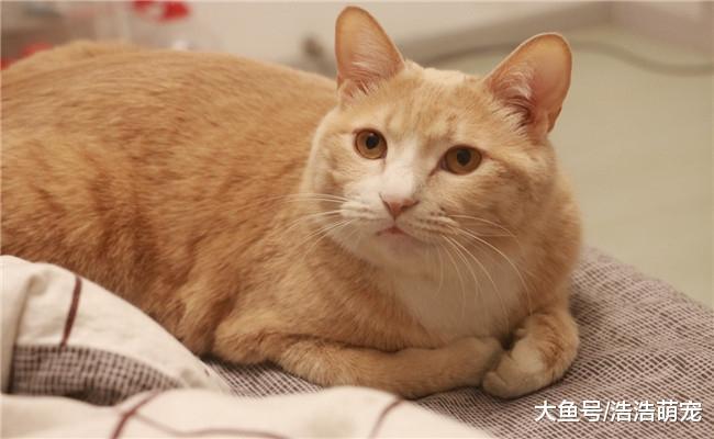 假如你一生只能养一种猫咪, 下面五种你会选择哪种?