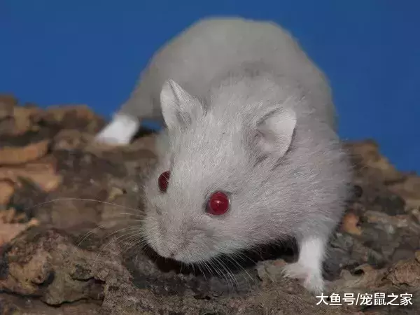 一文带你走进仓鼠世界: 仓鼠种类之坎贝尔仓鼠