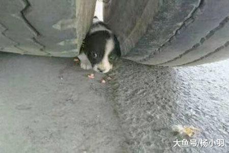 小奶狗被货车“碾压”居然还活着, 司机查看发现……原来这么神奇