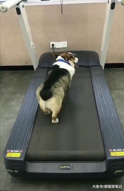 带两只柯基去健身房锻炼, 其中一只刚开始就敷衍, 网友: 好机智啊